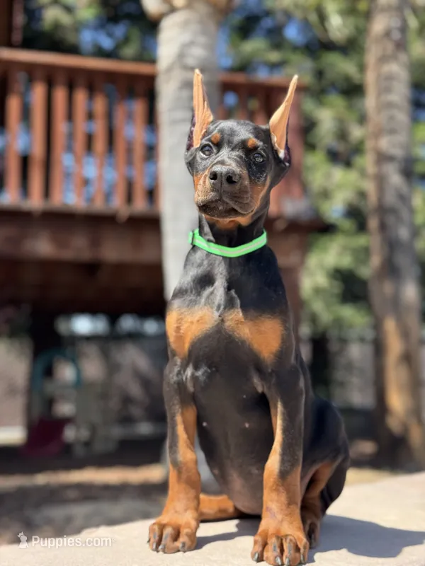 Jade – Doberman Pinscher puppy for sale in Madera, CA