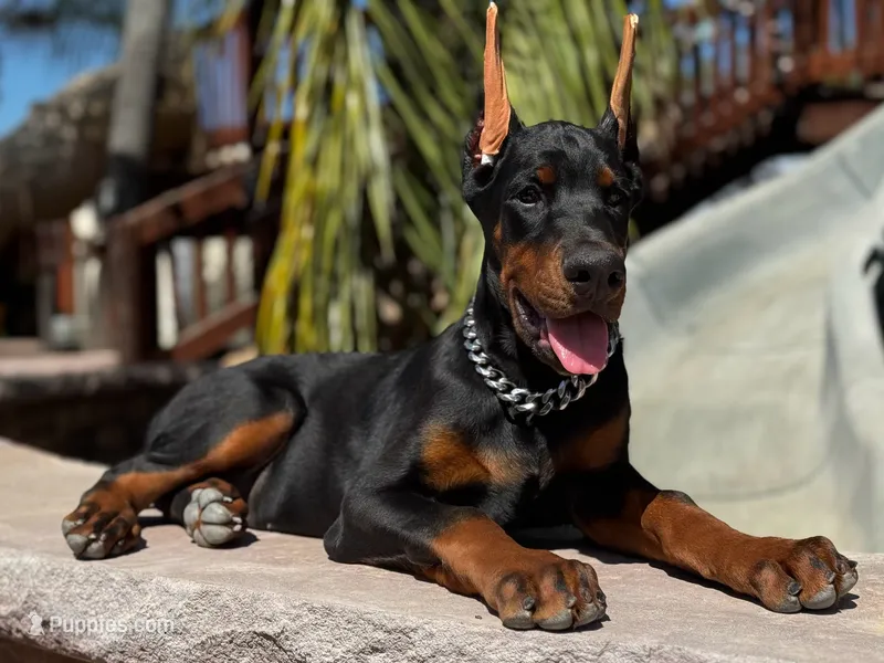 Royce  – Doberman Pinscher puppy for sale in Madera, CA