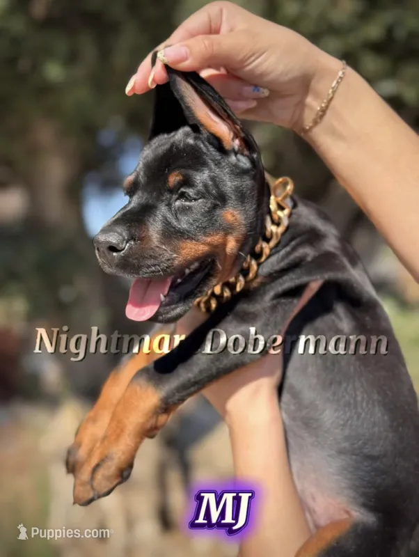 MJ – Doberman Pinscher puppy for sale in Madera, CA