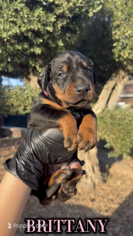 Brittany  – Doberman Pinscher puppy for sale in Madera, CA
