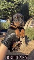 Brittany , a female Doberman Pinscher for sale in Madera, CA – 1 of 3