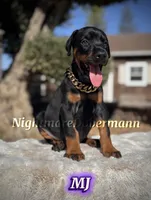 MJ, a female Doberman Pinscher for sale in Madera, CA – 3 of 8