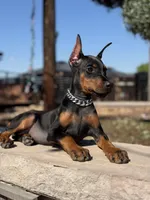 MIRACLE, a female Doberman Pinscher for sale in Madera, CA – 3 of 5