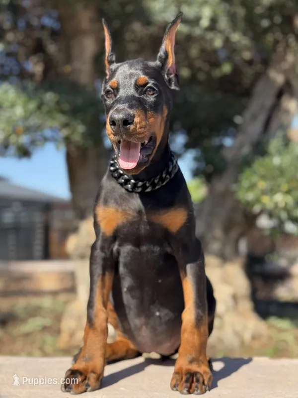 Katana – Doberman Pinscher puppy for sale in Madera, CA