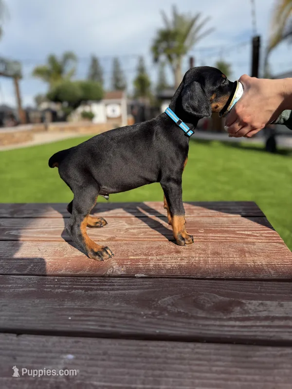 Ford – Doberman Pinscher puppy for sale in Madera, CA