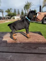Ford, a male Doberman Pinscher for sale in Madera, CA – Photo 1 of 2