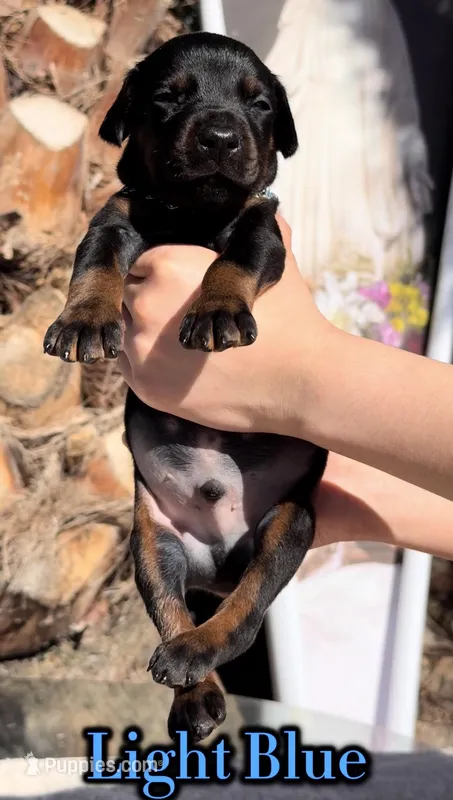 ‼️Black/rust male‼️