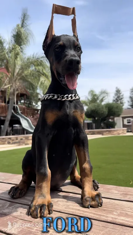 Ford – Doberman Pinscher puppy for sale in Madera, CA