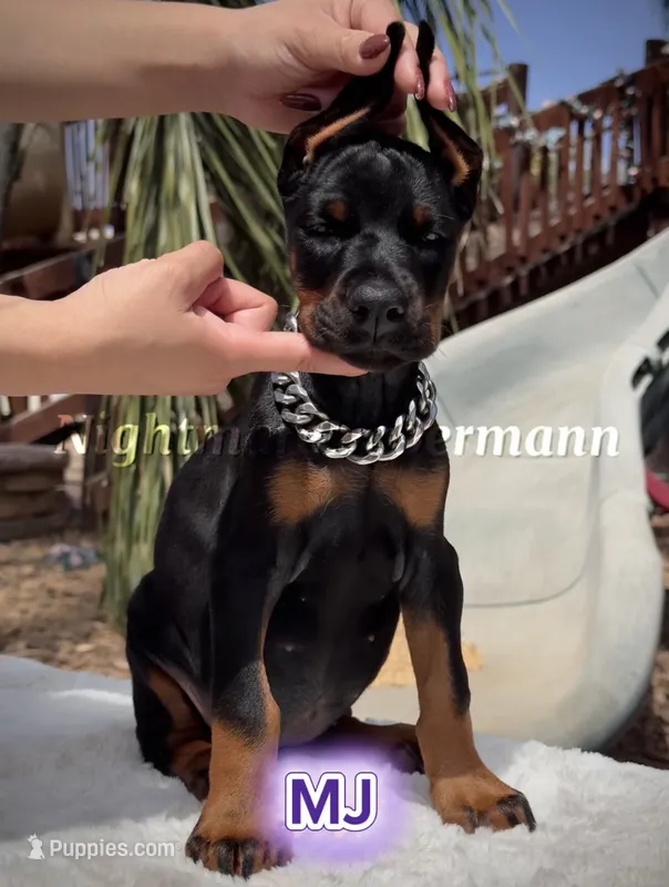 MJ – Doberman Pinscher puppy for sale in Madera, CA