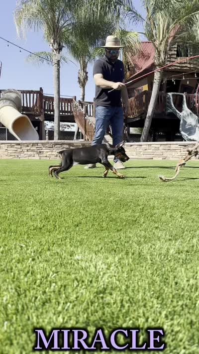 MIRACLE, a female Doberman Pinscher for sale in Madera, CA – 5 of 5