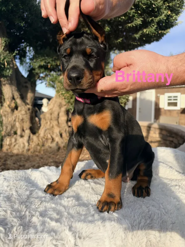 Brittany  – Doberman Pinscher puppy for sale in Madera, CA