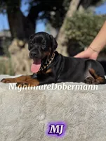 MJ, a female Doberman Pinscher for sale in Madera, CA – 7 of 8