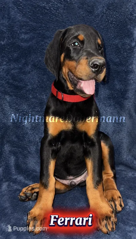 Ferrari  – Doberman Pinscher puppy for sale in Madera, CA