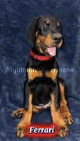 Ferrari , a male Doberman Pinscher for sale in Madera, CA – 1 of 3