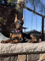 Mileena, a female Doberman Pinscher for sale in Madera, CA – 6 of 6