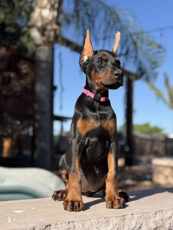 Mileena – Doberman Pinscher puppy for sale in Madera, CA