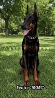 Ruby , a female Doberman Pinscher for sale in Madera, CA – 3 of 3