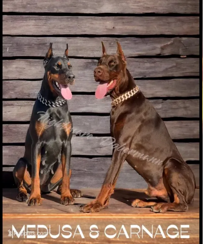 Black/rust Pups