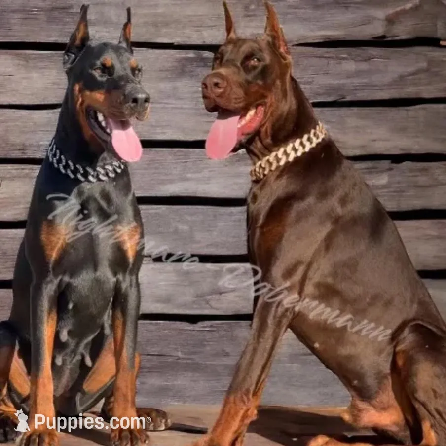 ‼️Black/rust female‼️, a female Doberman Pinscher for sale in Madera, CA – Photo 5 of 5