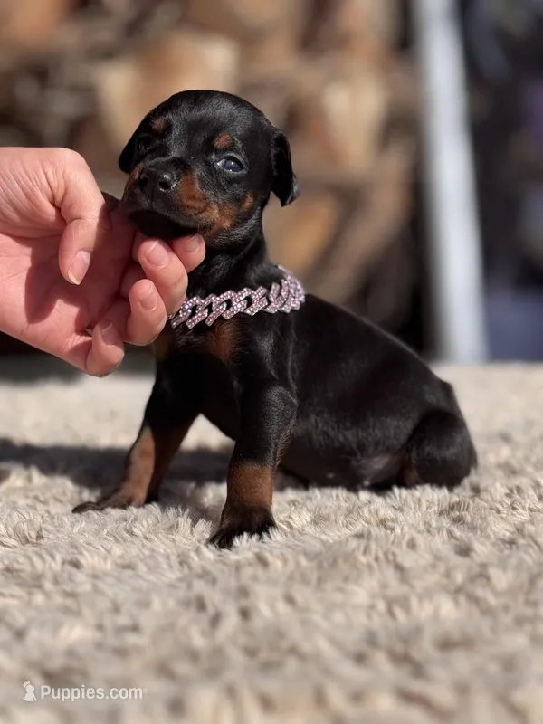 ‼️Black/rust female‼️ – Doberman Pinscher puppy for sale in Madera, CA