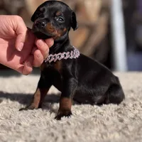 ‼️Black/rust female‼️, a female Doberman Pinscher for sale in Madera, CA – Photo 1 of 5