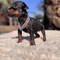 ‼️Black/rust female‼️, a female Doberman Pinscher for sale in Madera, CA – Photo 2 of 5