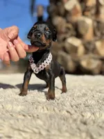 ‼️Black/rust female‼️, a female Doberman Pinscher for sale in Madera, CA – Photo 4 of 5