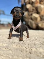 ‼️Black/rust female‼️, a female Doberman Pinscher for sale in Madera, CA – Photo 3 of 5