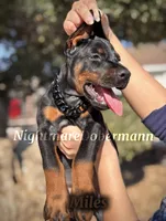 Miles, a male Doberman Pinscher for sale in Madera, CA – 6 of 8