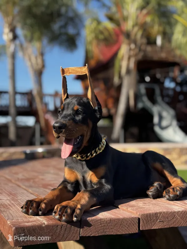 Sauvage  – Doberman Pinscher puppy for sale in Madera, CA