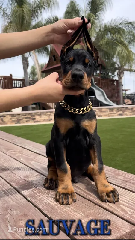 Sauvage  – Doberman Pinscher puppy for sale in Madera, CA