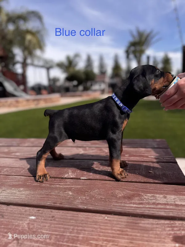 Sauvage  – Doberman Pinscher puppy for sale in Madera, CA