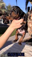‼️Black/rust Pups‼️, a  Doberman Pinscher for sale in Madera, CA – Photo 2 of 3