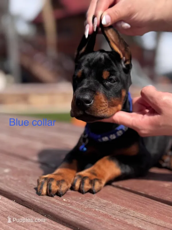 Sauvage  – Doberman Pinscher puppy for sale in Madera, CA