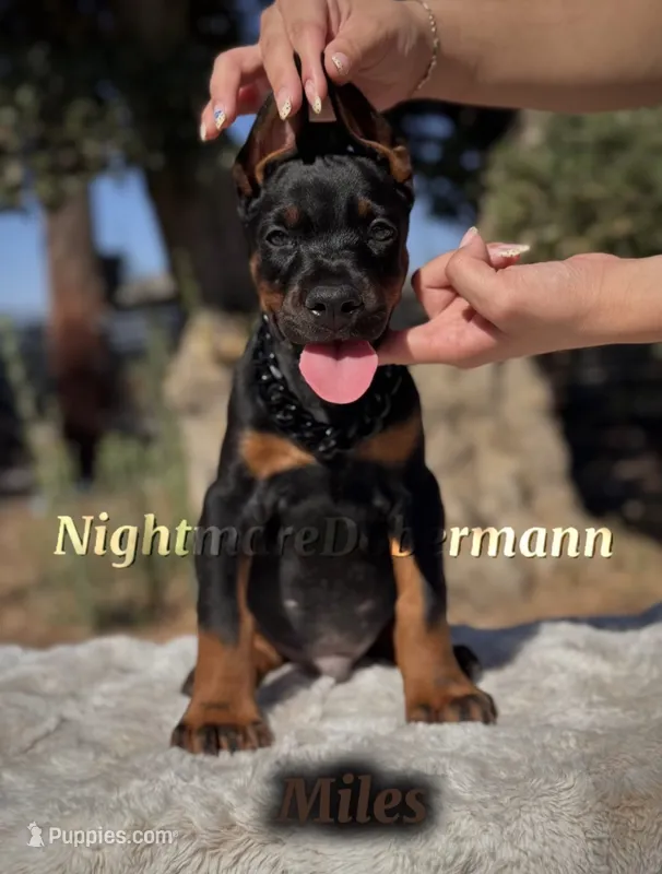 Miles – Doberman Pinscher puppy for sale in Madera, CA