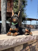 Jade, a female Doberman Pinscher for sale in Madera, CA – 4 of 5