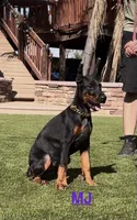 MJ, a female Doberman Pinscher for sale in Madera, CA – 3 of 6