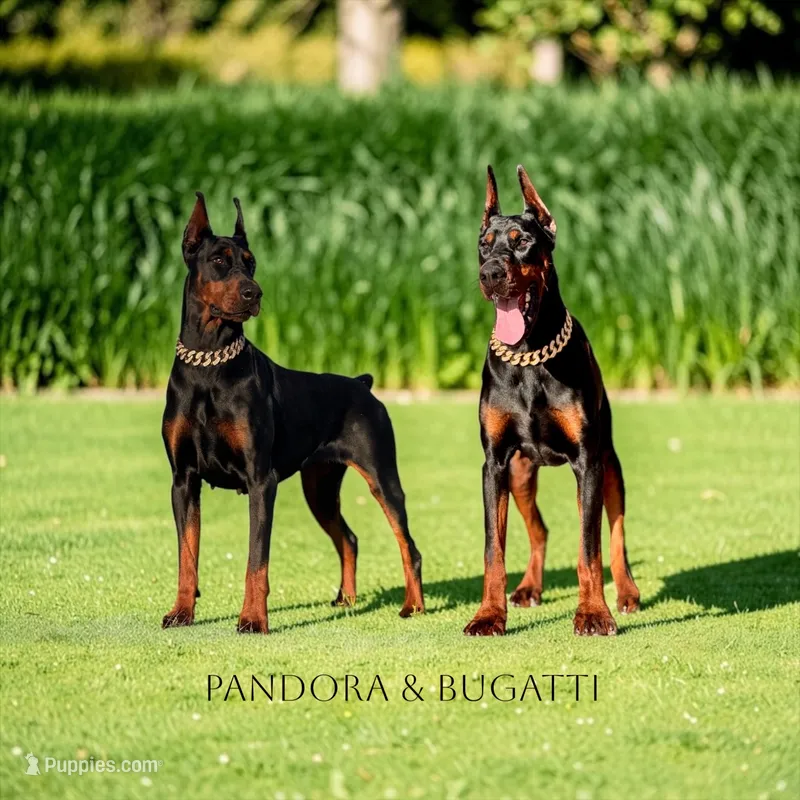 Coming Soon ‼️ – Doberman Pinscher puppy for sale in Madera, CA