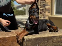 Royce , a male Doberman Pinscher for sale in Madera, CA – 4 of 5