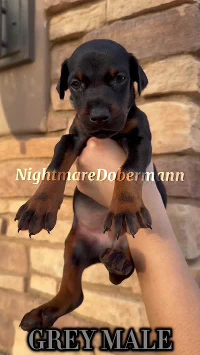 Gray, a male Doberman Pinscher for sale in Madera, CA – 2 of 3