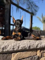 Kano, a male Doberman Pinscher for sale in Madera, CA – 5 of 5
