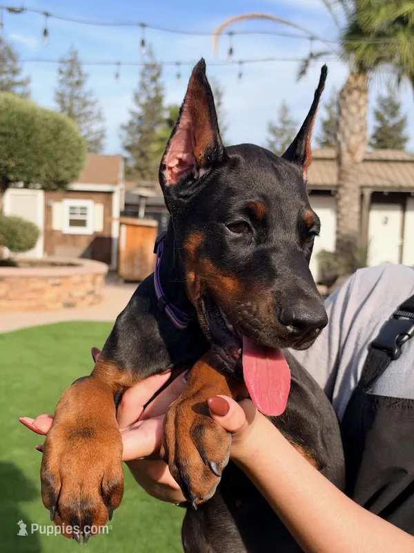 MJ – Doberman Pinscher puppy for sale in Madera, CA