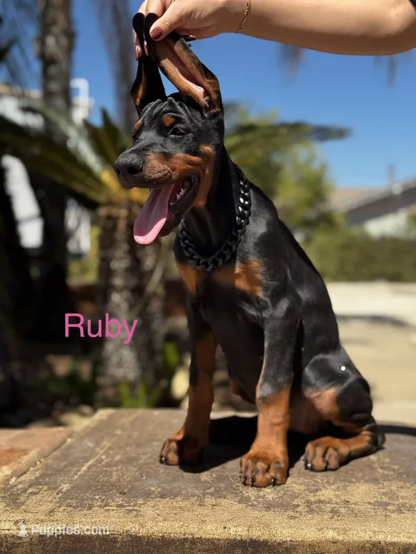 Ruby  – Doberman Pinscher puppy for sale in Madera, CA