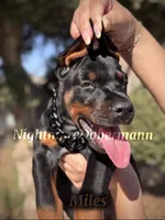 Miles, a male Doberman Pinscher for sale in Madera, CA – 7 of 8