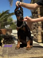 Jewel, a female Doberman Pinscher for sale in Madera, CA – 3 of 5