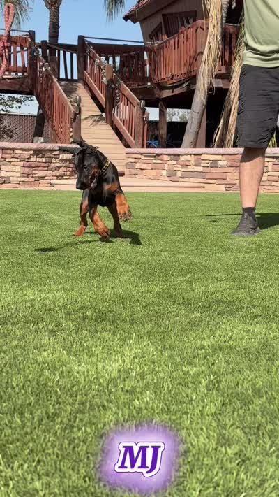MJ, a female Doberman Pinscher for sale in Madera, CA – 5 of 6