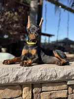 Sindel, a female Doberman Pinscher for sale in Madera, CA – 4 of 5