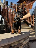 MAXIMUS, a male Doberman Pinscher for sale in Madera, CA – Photo 5 of 8