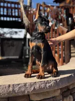 MAXIMUS, a male Doberman Pinscher for sale in Madera, CA – Photo 3 of 8