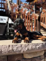 MAXIMUS, a male Doberman Pinscher for sale in Madera, CA – Photo 6 of 8